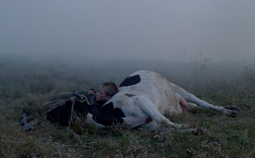 A young boy lays against a cow in a foggy field.