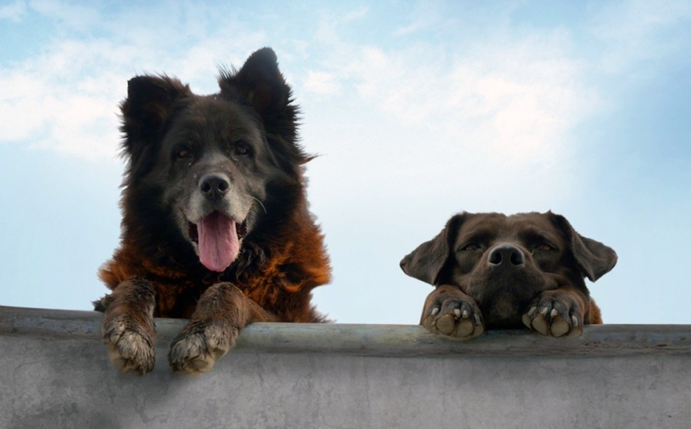 Two dogs peek out over a concrete wall, only their heads and paws visible.