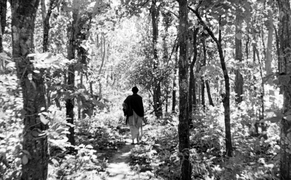 A man walks in a forest, his back to the camera.