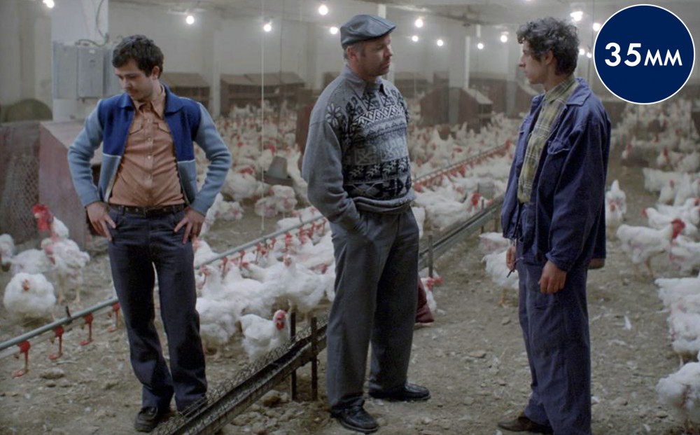 Three men stand in a large industrial space with tons of chickens.