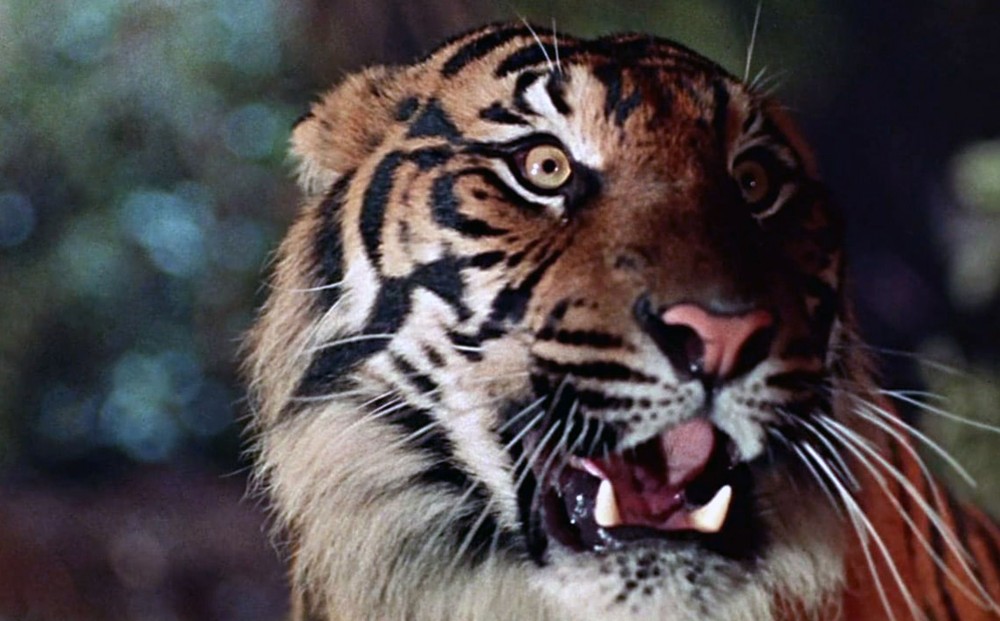 From THE TIGER OF ESCHNAPUR: Close-up on a tiger's face.